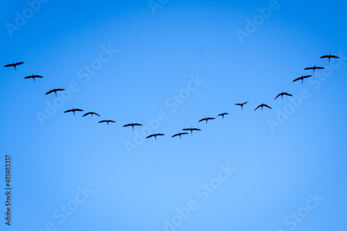 Formation flock of ibis Plegadis falcinellus flying over the Valencian Albufera lake on their migratory journey.