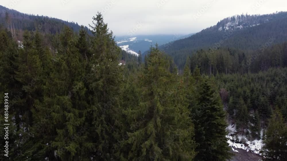 wood beautiful forest in the mountains. winer. aerial drone shot wood beautiful forest in the mountains. winer. aerial drone shot
