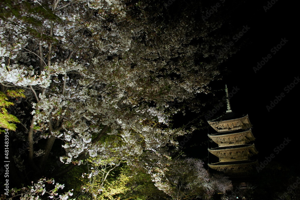 Naklejka premium Night view of World Heritage, Kyoto TOJI temple in cherry blossom season