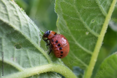 Close up of a Potato Beetle larva eating a potato leaf. 