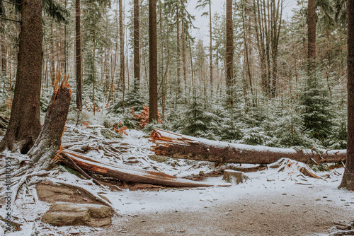 Fototapeta Naklejka Na Ścianę i Meble -  Las