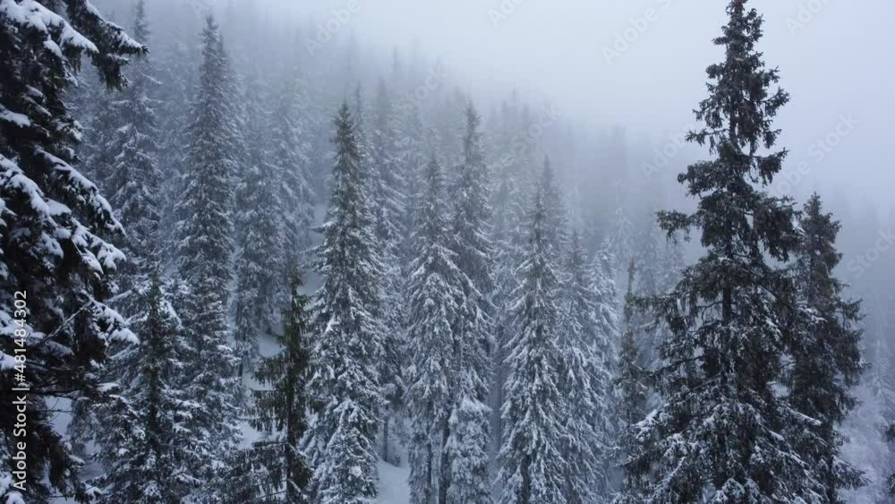 Winter forest and mountains from air. Winter landscape. aerial drone shot. blizzard Winter forest and mountains from air. Winter landscape. aerial drone shot. blizzard