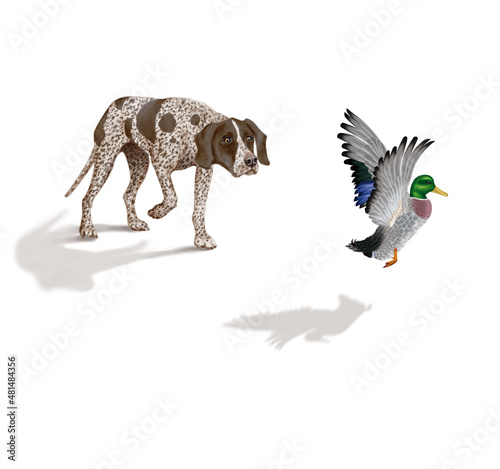 chien  en arr  t  braque  canard  colvert  allemagne  m  le  femelle  animal de compagnie  brun  isol    mammif  re  chiot  race  blanc  de race  court  portrait  chasse  chassant  joli  braque de weimar 