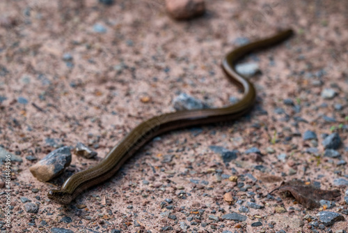 Close-up of a slow worm or blindworm (Anguis fragilis), crawling over a forest road, Weser Uplands, Germany