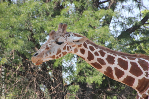 Photography giraffe