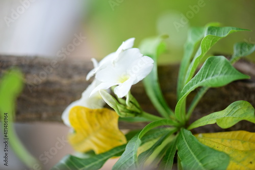 blurred macro photo for garden texture  flowers and plants background use