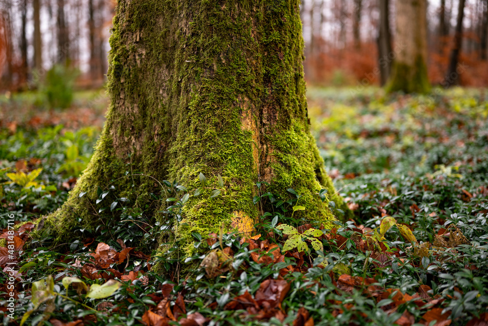Close-up of the moss-covered trunk of an old beech tree in an autumnal forest, Weser Uplands, Germany Close-up of the moss-covered trunk of an old beech tree in an autumnal forest, Weser Uplands, Germany