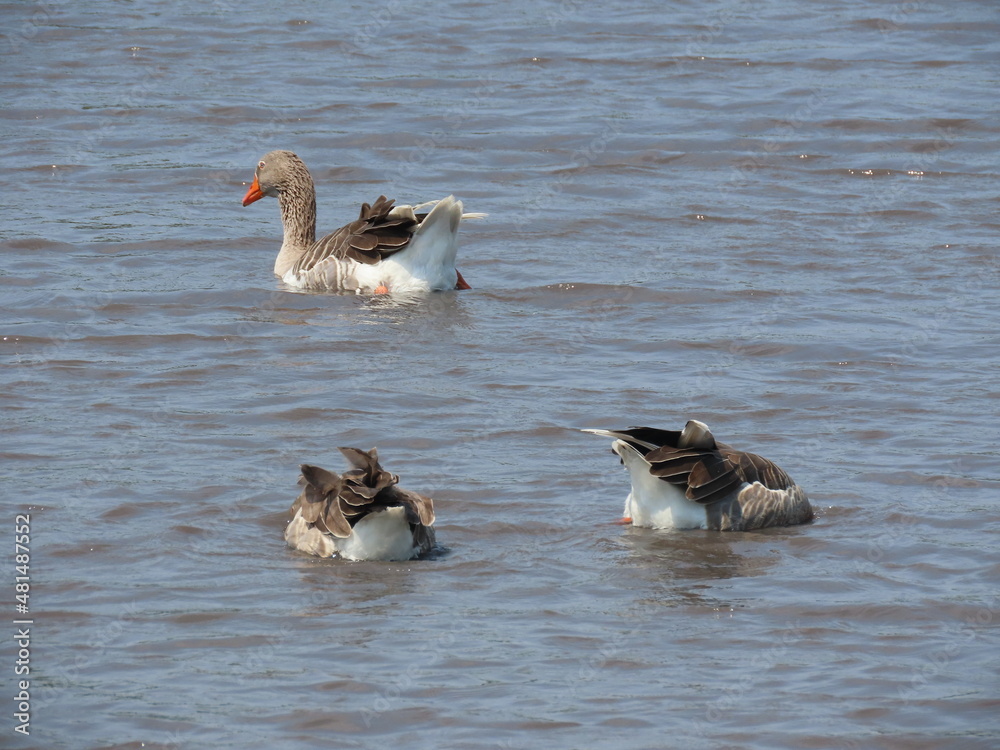 ducks on the water ducks on the water