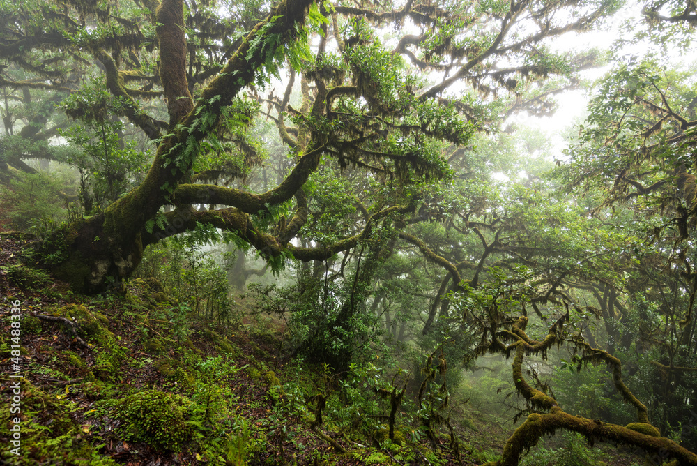Mystical laurel forest landscape with moss and fern covered laurel trees on a misty day at Fanal, Madeira Mystical laurel forest landscape with moss and fern covered laurel trees on a misty day at Fanal, Madeira