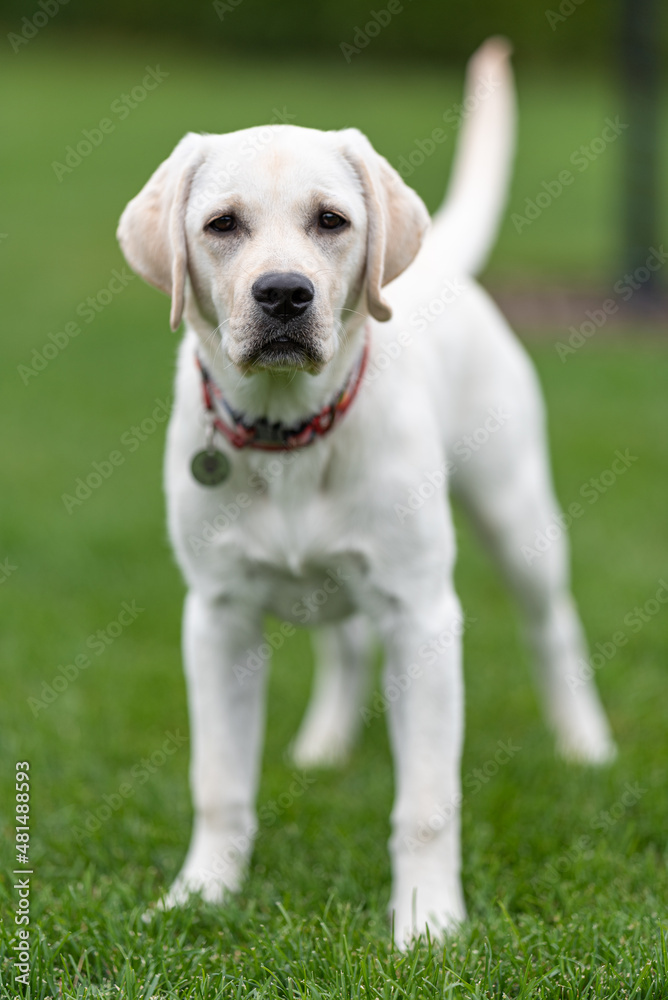 Labrador stands on grass, looks at camera attentively and is ready to start playing at any moment Labrador stands on grass, looks at camera attentively and is ready to start playing at any moment