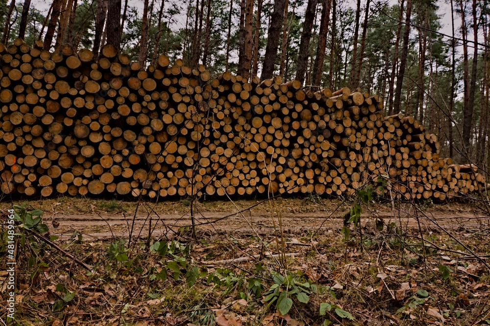Wielki stos (sąg) ściętych sosen , Pieńki ( drewno) sosnowe w lesie . A large pile (Sąg) cut pines, pine wood (stick ) in the forest. - obrazy, fototapety, plakaty 