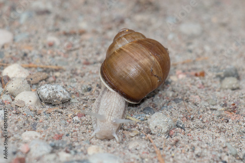 Close up of a brown snail on a path.