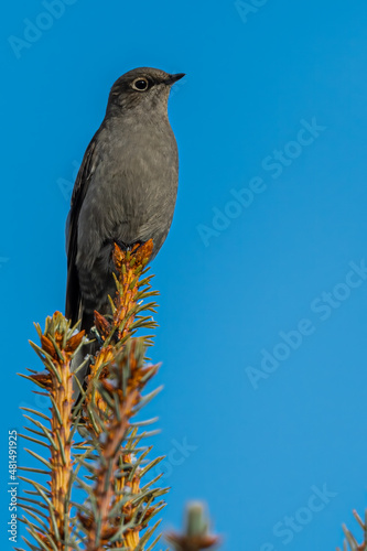 Townsend's Solitaire (Myadestes townsendi) Perching on a Conifer Tree photo