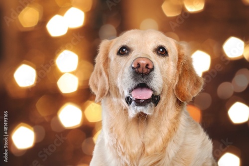 Cute domestic dog posing in christmas setting