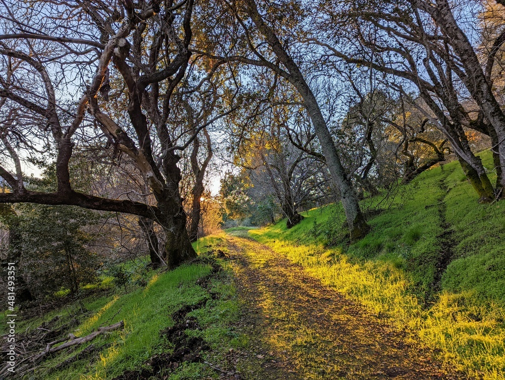 Fototapeta premium autumn in the park