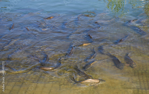School of fish in lake close to concrete surface