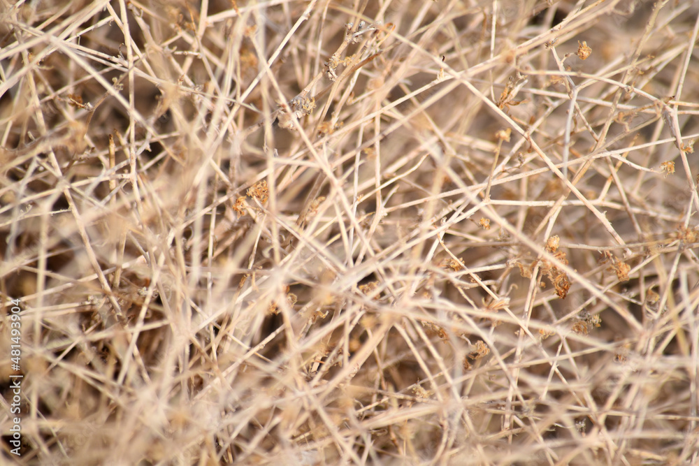 Dry Desert Straw Grass Bush Texture Dry Desert Straw Grass Bush Texture