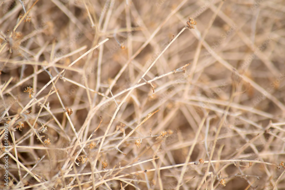 Dry Desert Straw Grass Bush Texture Dry Desert Straw Grass Bush Texture