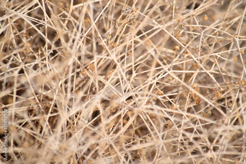 Dry Desert Straw Grass Bush Texture