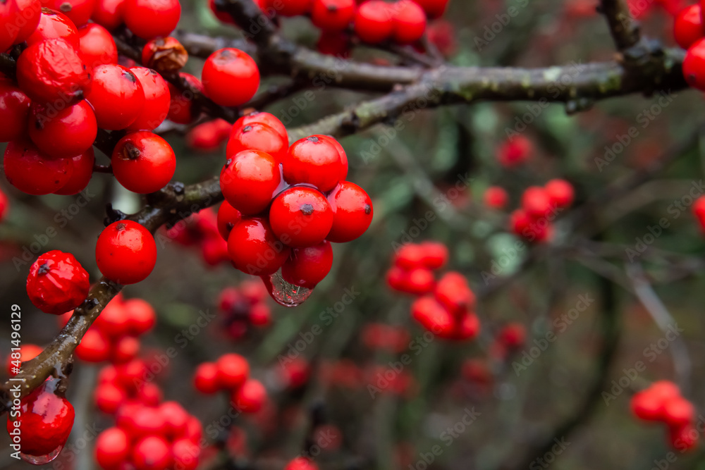 Red winter berries with water droplet and reflection Red winter berries with water droplet and reflection