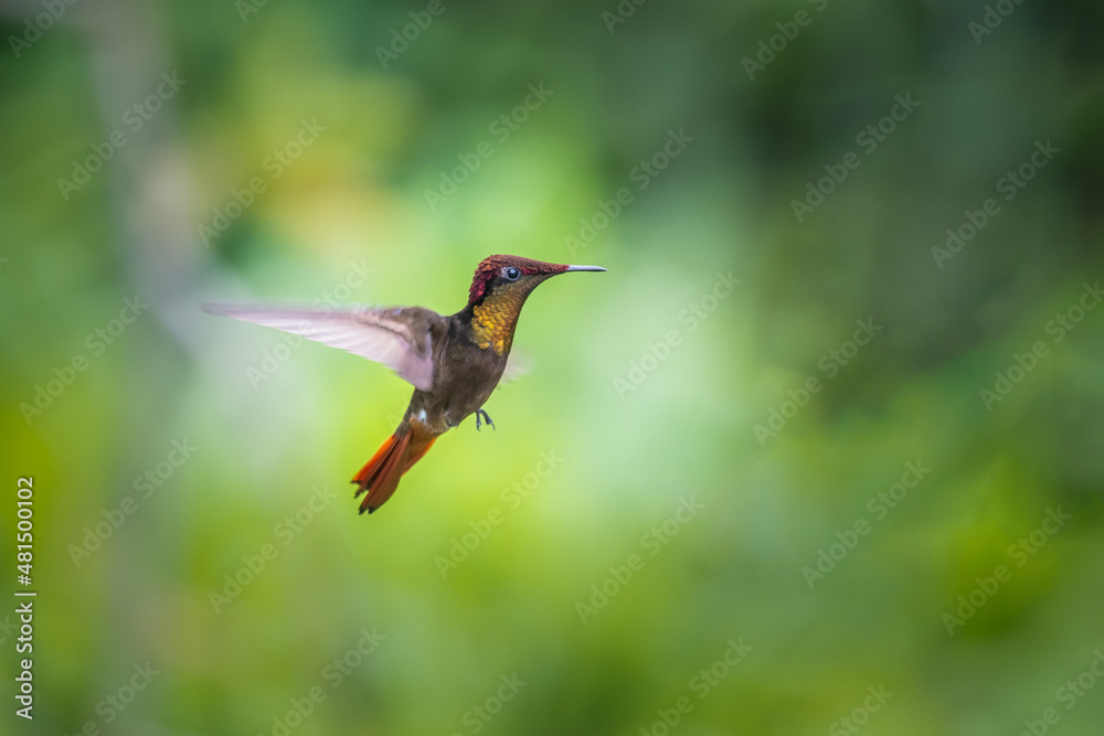 Ruby-topaz hummingbird (Chrysolampis mosquitus) bird in flight ...