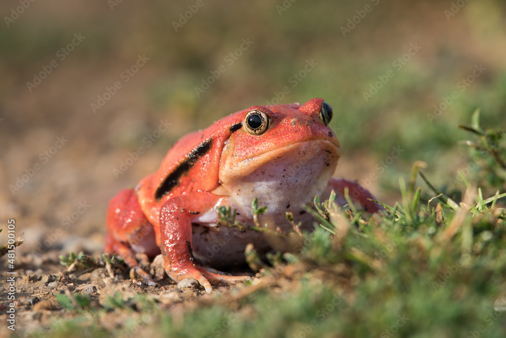 Fototapeta premium Tomato frog (Dyscophus guineti), also known as the false tomato frog.