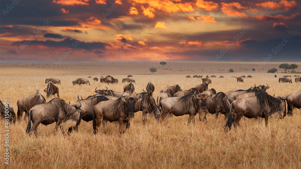 Wildebeest migration, Serengeti National Park, Tanzania, Africa - obrazy, fototapety, plakaty 