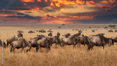Tableau sur toile Wildebeest migration, Serengeti National Park, Tanzania, Africa