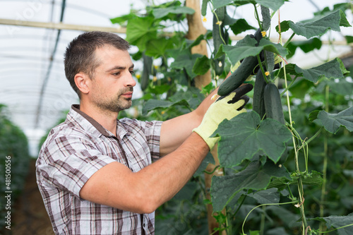 Male farmer picks ripe cucumbers in greenhouse. Harvest time