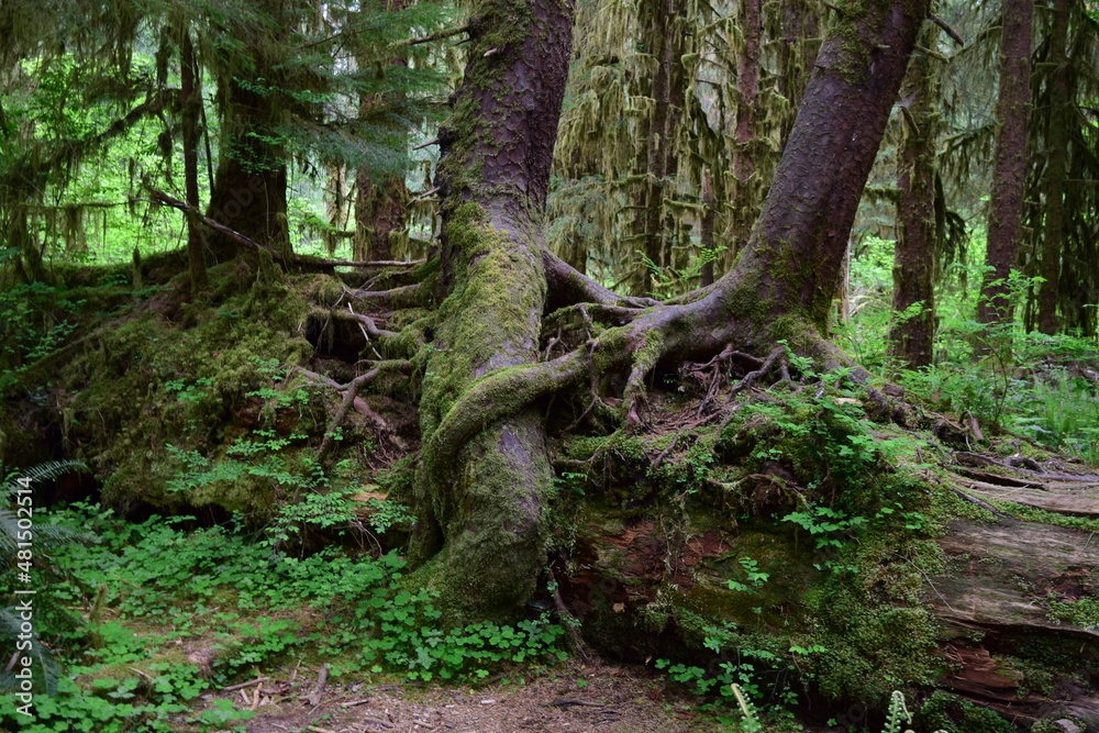 Olympic National Park, Washington, USA