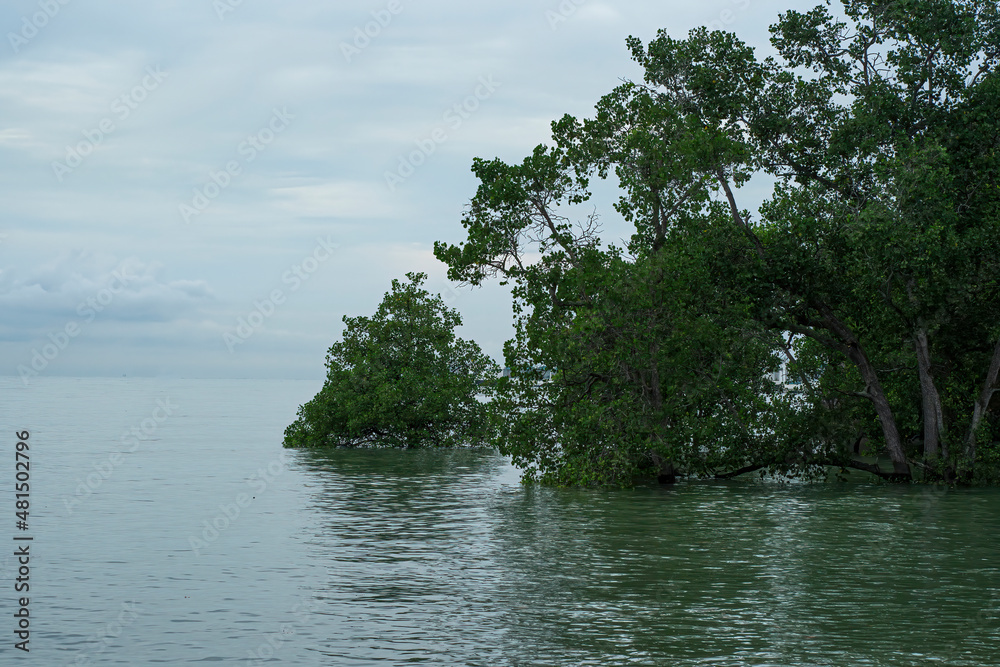 Partially submerged trees on the seashore during high tides. Selective focus points Partially submerged trees on the seashore during high tides. Selective focus points