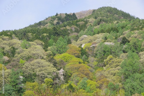 新緑 春の山 色づき始め 山桜 広葉樹