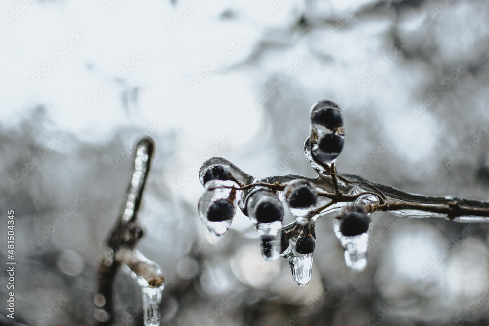 Frozen berries on branch closeup Frozen berries on branch closeup
