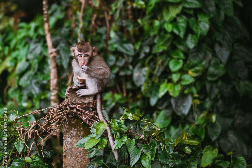 Fototapeta premium Little Monkey