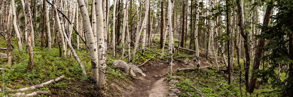 Panorama of Trail Cutting Through Aspen Grove