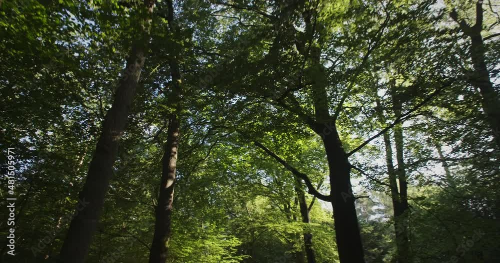 Slow motion POV shot, walking in a forest by morning and looking up. Veluwezoom National Park in The Netherlands. Slow motion POV shot, walking in a forest by morning and looking up. Veluwezoom National Park in The Netherlands.