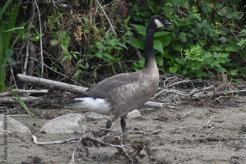 Juvenile Canada Goose walking on shore, green grass in background. Has atypical markings. Juvenile Canada Goose walking on shore, green grass in background. Has atypical markings.