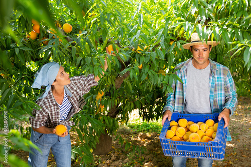 Woman farmer with male partner harvesting ripe peaches in fruit garden, putting in plastic boxes