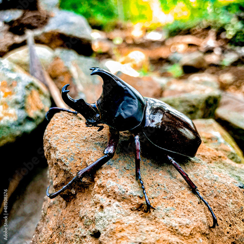 stag beetle on the tree © Mufty