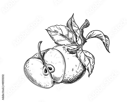 Hand drawn sketch black and white of apple fruit, slice, leaf. Vector illustration. Elements in graphic style label, card, sticker, menu, package. Engraved style illustration.