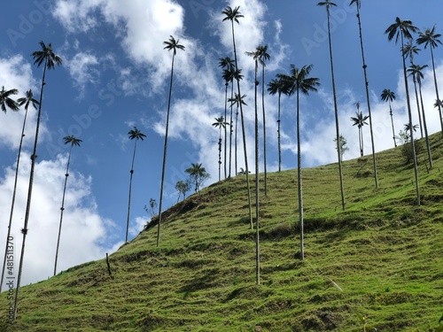 Cocora Quindio Encanto Movie Colombia