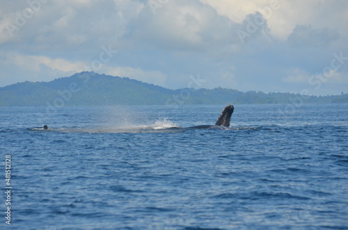 Panama Beach Caribe Whales