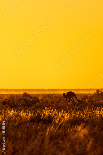 Photography Scenery of a meadow with kangaroos in nature