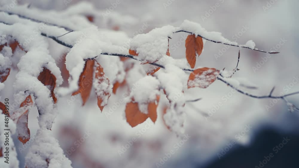 Dry autumn leaves on the thin branches covered with the first snow. Tight closeup shot, narrow depth of field. Dry autumn leaves on the thin branches covered with the first snow. Tight closeup shot, narrow depth of field.