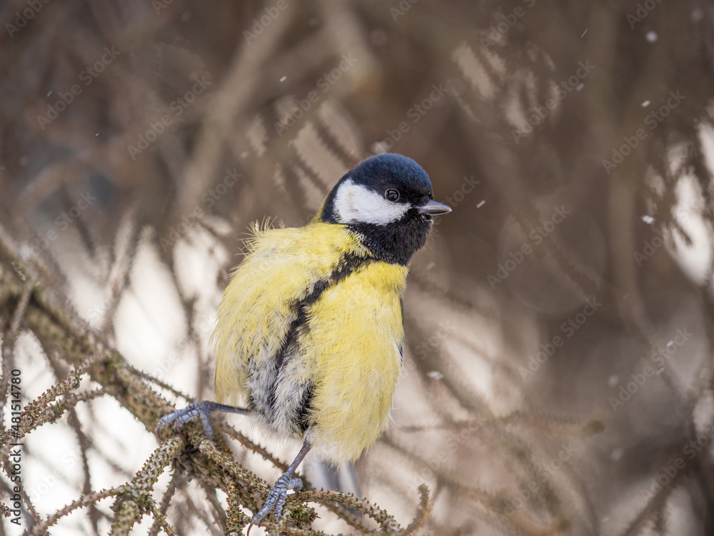 Cute bird Great tit, songbird sitting on a branch without leaves in the autumn or winter. Cute bird Great tit, songbird sitting on a branch without leaves in the autumn or winter.