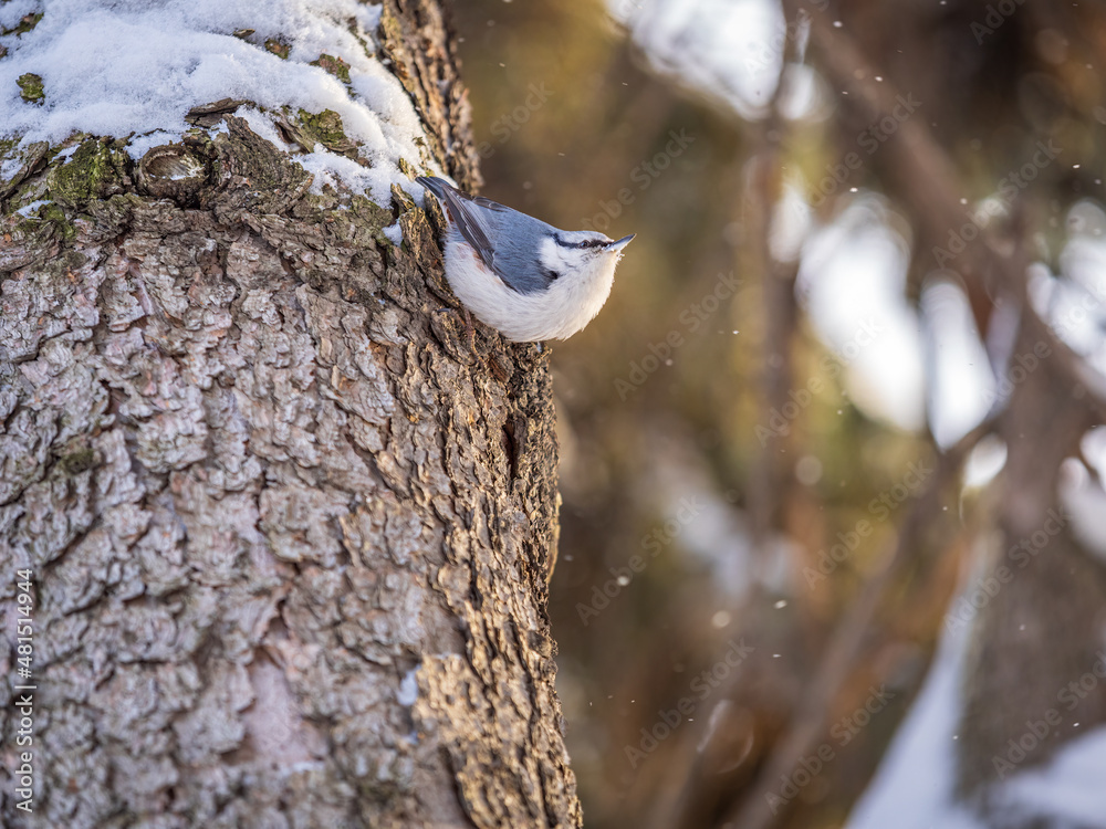 Eurasian nuthatch or wood nuthatch, lat. Sitta europaea, sitting on a tree trunk with a blurred background. Eurasian nuthatch or wood nuthatch, lat. Sitta europaea, sitting on a tree trunk with a blurred background.