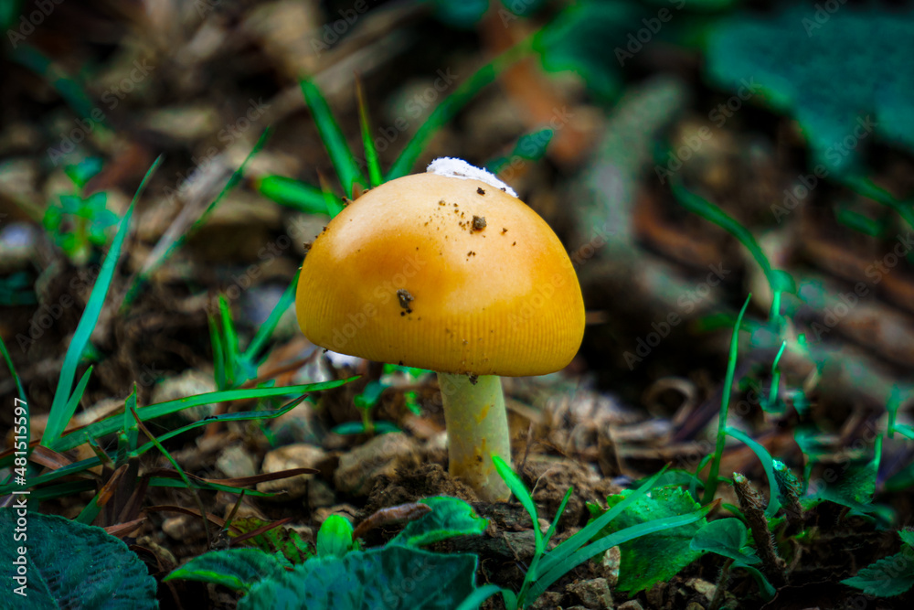 mushroom in the forest mushroom in the forest