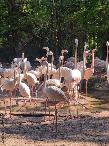 flamingos in the zoo