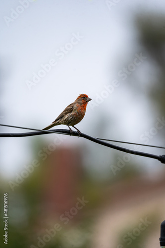 sparrow on a branch