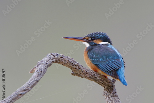 kingfisher on the branch